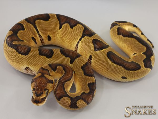 0.1 Enchi Clown het Desert Ghost 2023