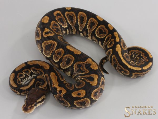 0.1 Black Pastel het Ultramel 2023