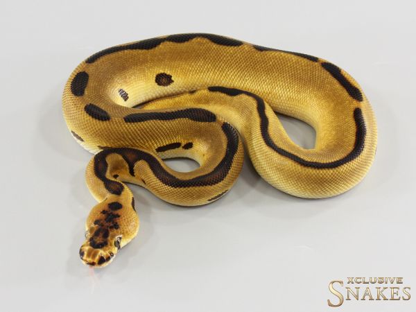 0.1 Enchi Leopard Clown het Desert Ghost 2026