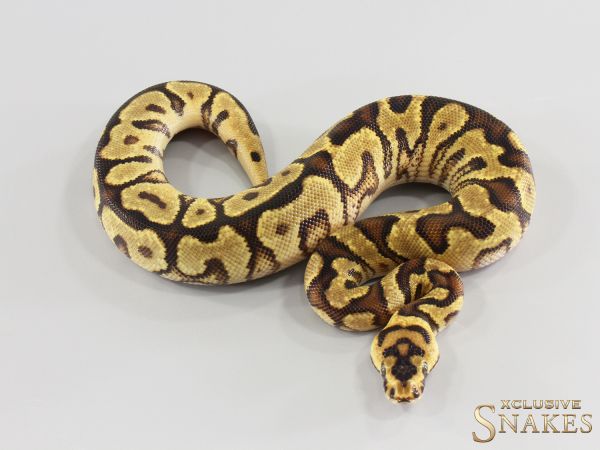 1.0 Enchi Spotnose Clown 2026