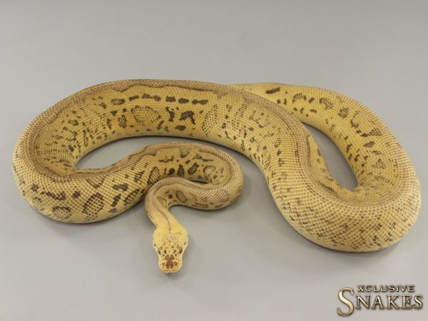 0.1 Super Pastel Leopard Clown het Desert Ghost 2021