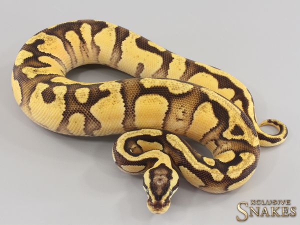 0.1 Enchi Pastel Vanilla het Piebald 2023