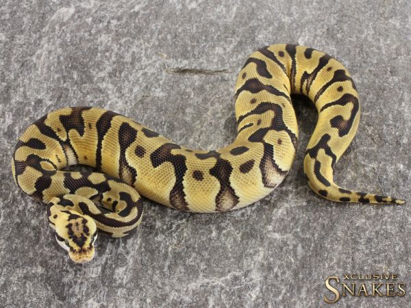 0.1 Pastel Enchi Crypton het Desert Ghost 2021