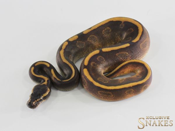 1.0 Copper Cinnamon Enchi Yellow Belly het Piebald 2026
