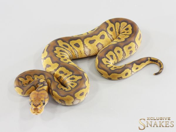 0.1 Hypo Clown het Desert Ghost 2026
