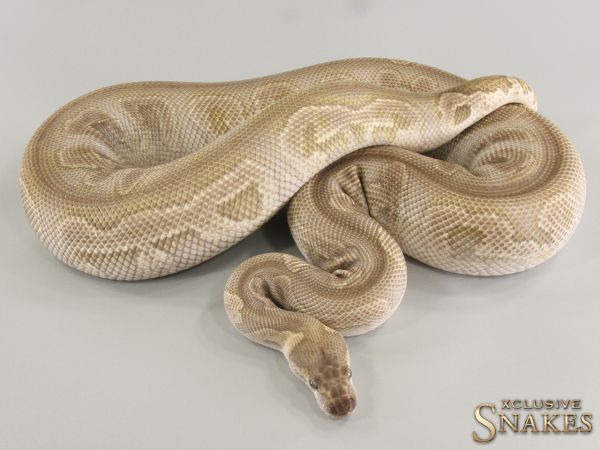 0.1 Mojave GHI Clown 2018 *FOR SALE AFTER EGGLAYING*