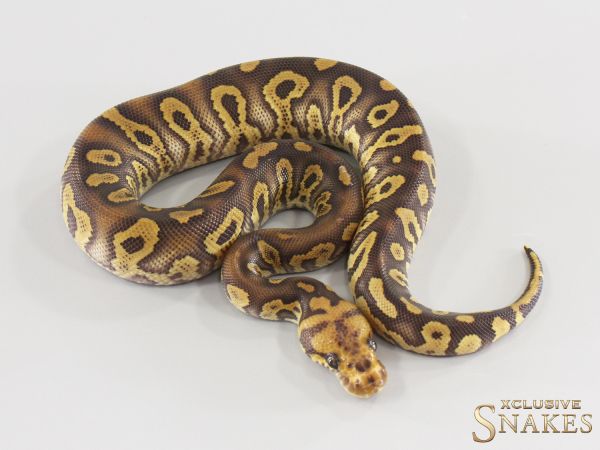 1.0 Mojave Confusion Clown double het Hypo Desert Ghost 2026