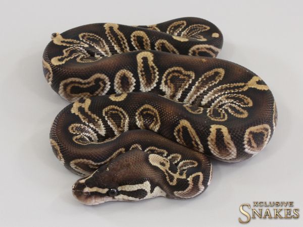 1.0 GHI Het Red Axanthic triple het Hypo Desert Ghost Clown 2023