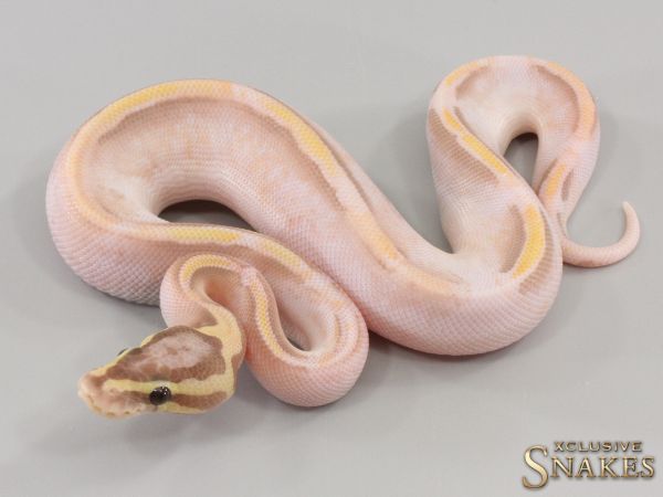 1.0 Banana Orange Dream Pastel Yellow Belly Piebald 50% het Axanthic 2023