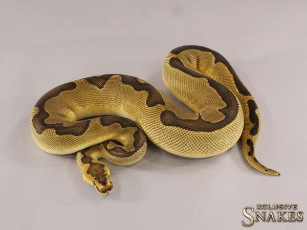 0.1 Enchi Clown (1110g @4/2023) 2021