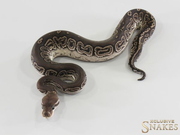 0.1 Black Pastel Het Red Axanthic double het Hypo Clown 2026