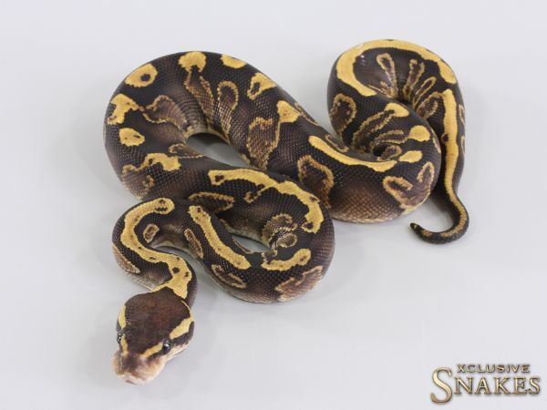 0.1 GHI triple het Lavender Clown Piebald (Holy Grail) 2023