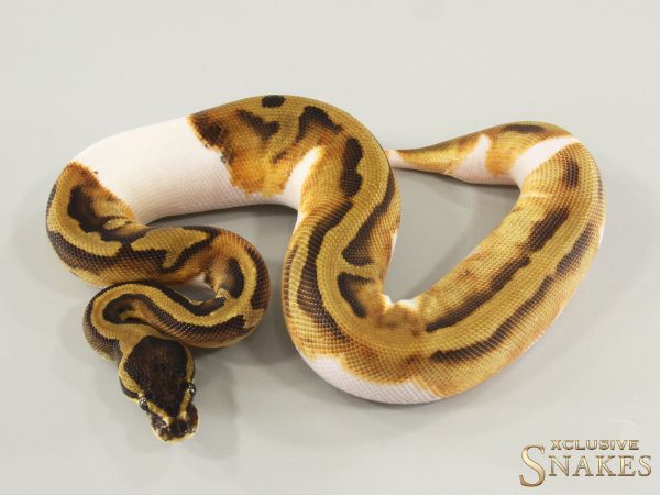 0.1 Enchi Piebald het Desert Ghost 2025