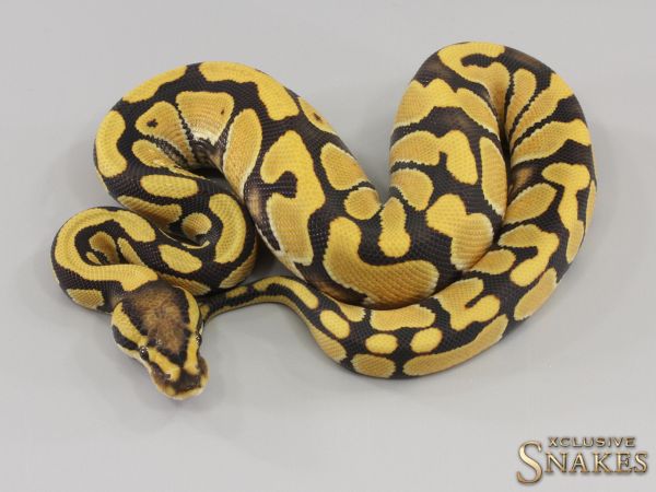 1.0 Enchi Desert Ghost double het Hypo Clown 2023