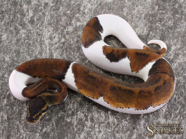 1.0 Copper Piebald 2021