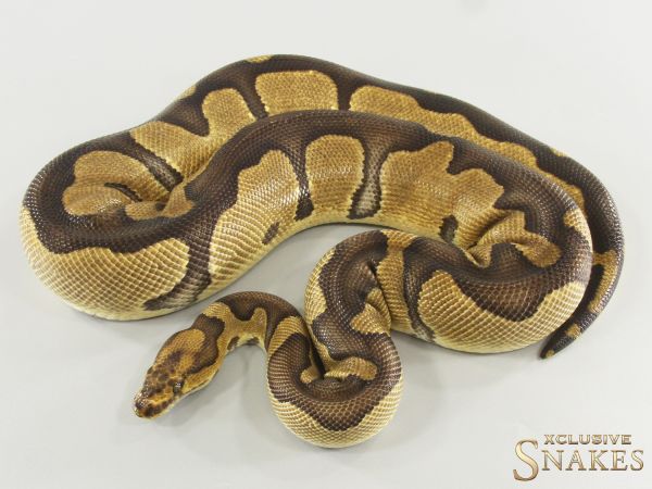 0.1 Chocolate Enchi Clown 2023 (1,6kg 02/2026)