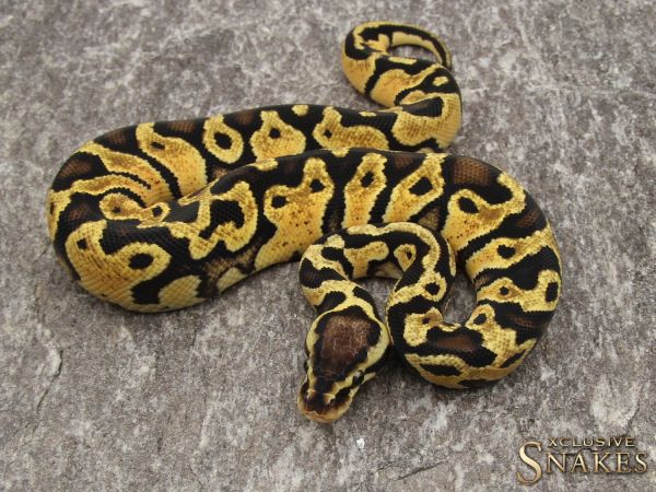 0.1 Pastel Enchi het Desert Ghost 2019