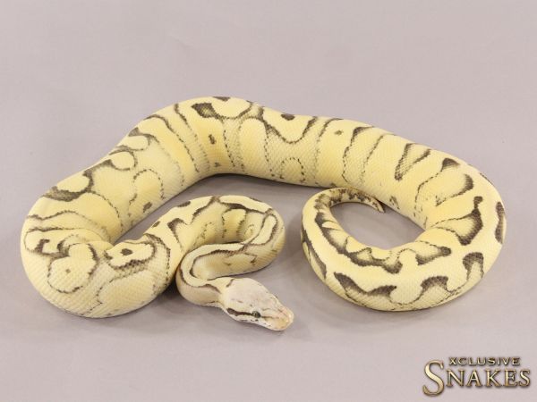 1.0 Super Pastel Red Stripe Desert Ghost 2021 (800g @12.2022)