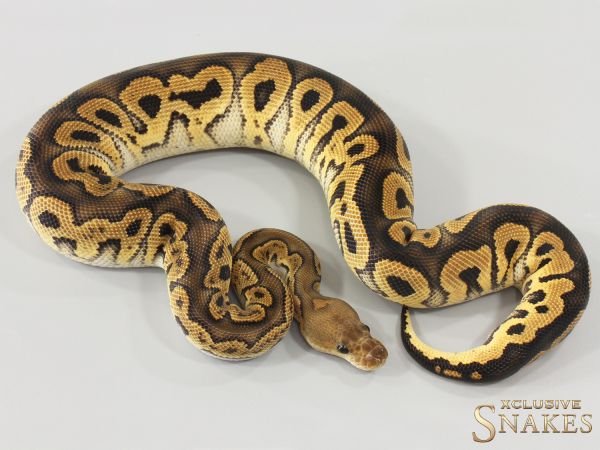 1.0 Black Pastel Clown het Hypo 2025