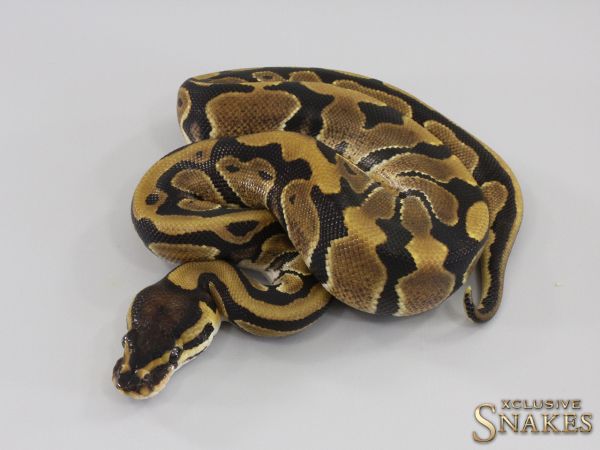 0.1 Triple het Hypo Desert Ghost Piebald 2023