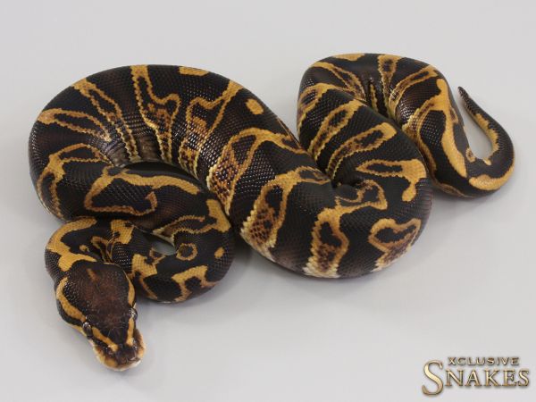 0.1 GHI Leopard double het Desert Ghost Clown 2023