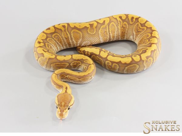 0.1 Red Stripe GHI Ultramel het Clown 2026