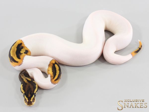 0.1 Leopard Lace Piebald 2026