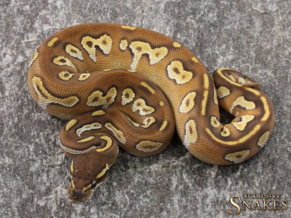 0.1 Enchi Black Head Mojave 2021