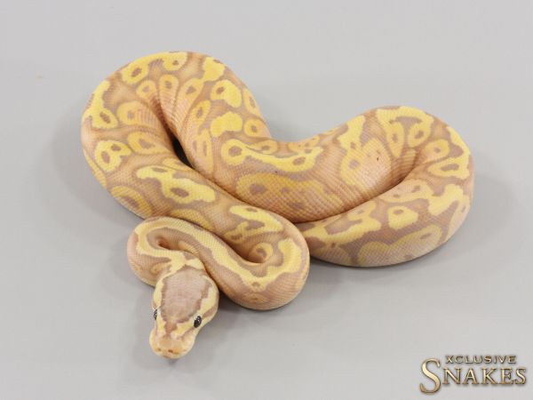 0.1 Pastel Coral Glow Red Stripe het Clown 2023