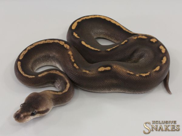 1.0 Copper GHI Black Pastel het Clown 2023