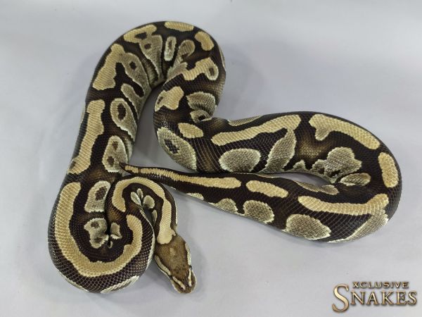 0.1 Fire het Clown 2012 (3070g @12/2022)