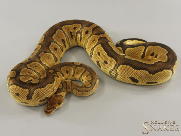 0.1 Clown het Lavender Albino 2022 (1390g @03/2024)