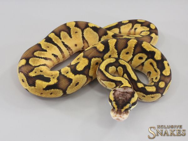 0.1 Enchi Bongo Pastel het Desert Ghost 2023