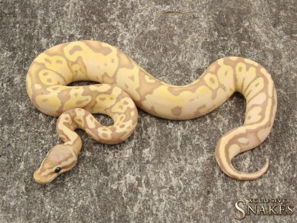 0.1 Pastel Banana het Piebald 2019