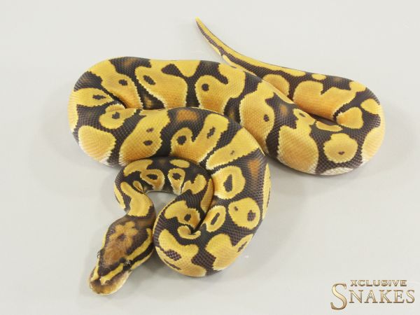 1.0 Orange Dream Hypo double het Clown Desert Ghost 2026