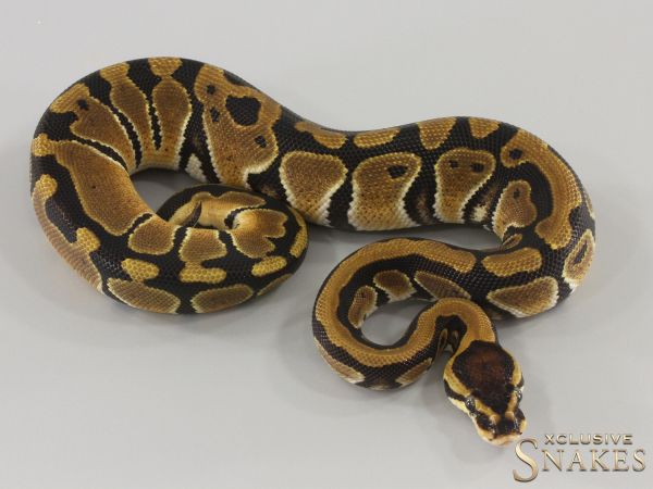 0.1 Classic triple het Candy Clown Piebald 2024