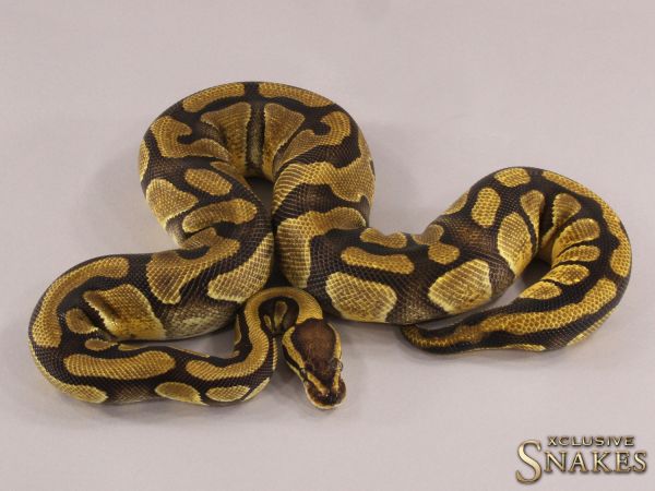 0.1 Enchi het Desert Ghost het Hypo 50% het Clown 2021 (940g @4/2023)