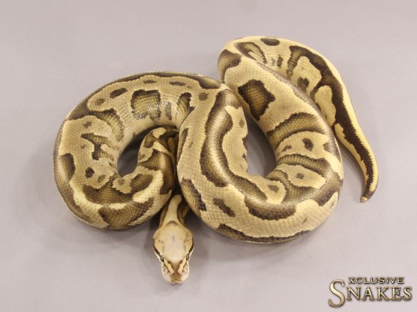 1.0 Super Vanilla Leopard het Clown 2019