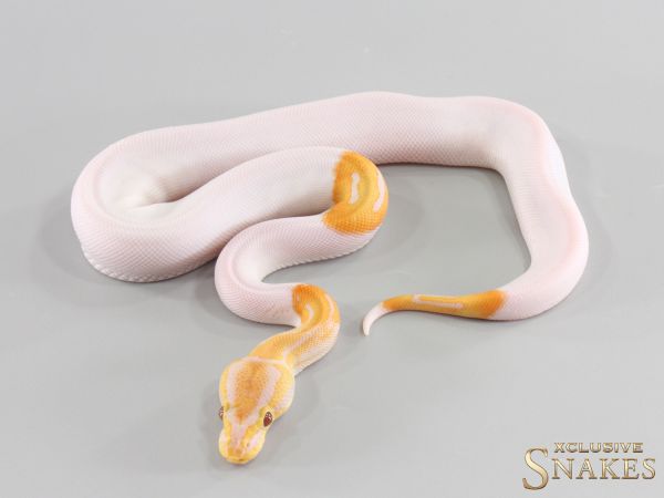 0.1 Confusion Dreamsicle 2026