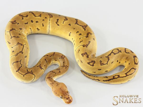 1.0 Pinstripe Clown double het TSK Axanthic Desert Ghost 2025