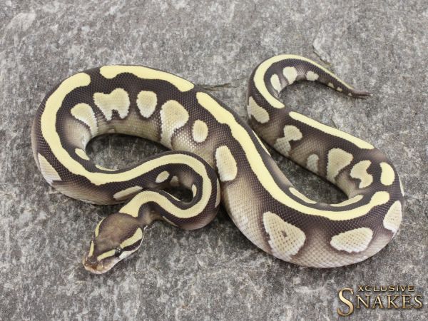 1.0 Mojave Desert Ghost 50% het Piebald 2021