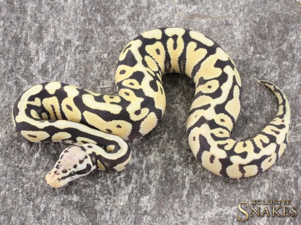 1.0 Pastel Spotnose Desert Ghost het Clown or het Cryptic 2021