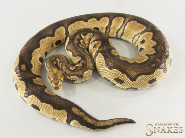 0.1 Chocolate Clown 2023 (1,6kg 02/2026)
