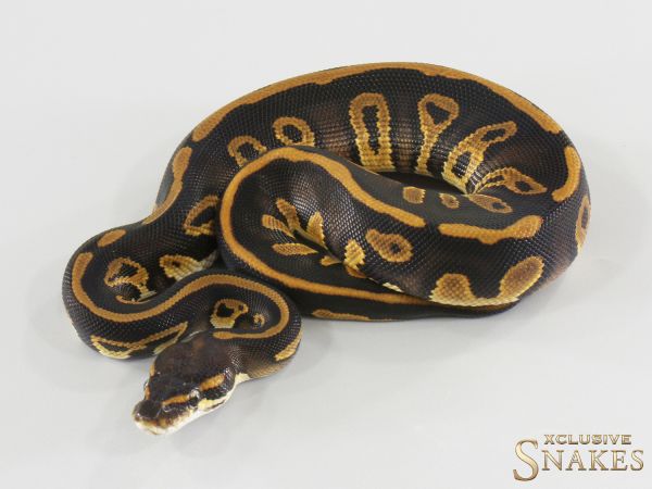 0.1 Black Head Copper double het Lavender Clown 2026