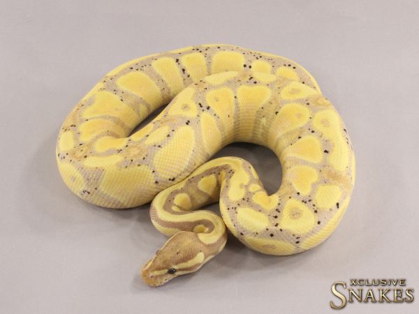 0.1 Enchi Spotnose het Desert Ghost 2018