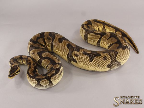 0.1 Enchi Pastel het Piebald 2016