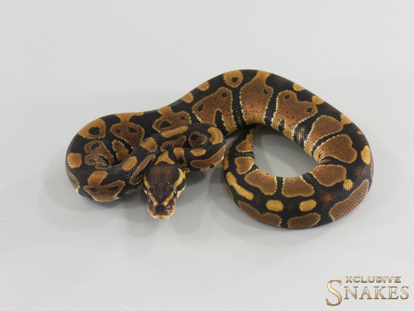 0.1 NR Mandarin double het Hypo Clown 2026