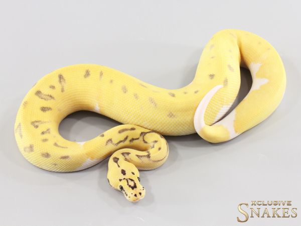 1.0 Super Enchi Pastel Desert Ghost Clown Piebald 2026