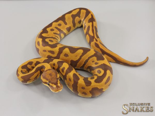 0.1 Leopard Ultramel het Clown 2023