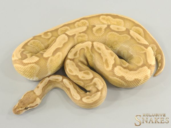 1.0 Red Stripe GHI Ultramel het Genetic Stripe 2021